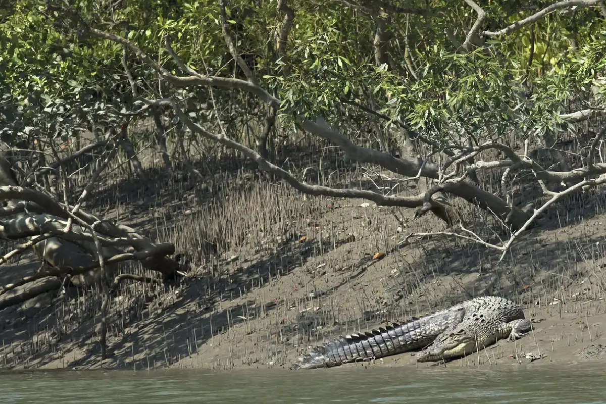 Bhagabatpur Crocodile Project : Conservation in Action