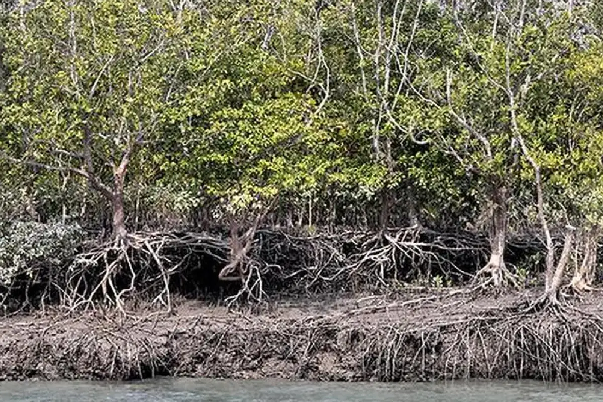 Sundarban Tour 1 Night 2 Days